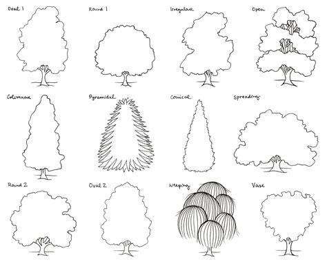 drawing of terrestrial plants|How TO Draw trees step by step easy/different type of .